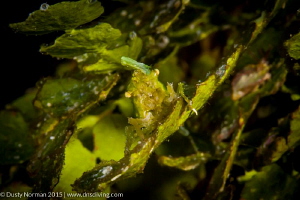 "Green Eyes"
A first time find for me here. I am having ... by Dusty Norman 